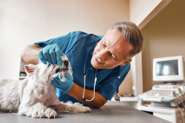 Best Same-Day Emergency Dental Services in Williamston, NC